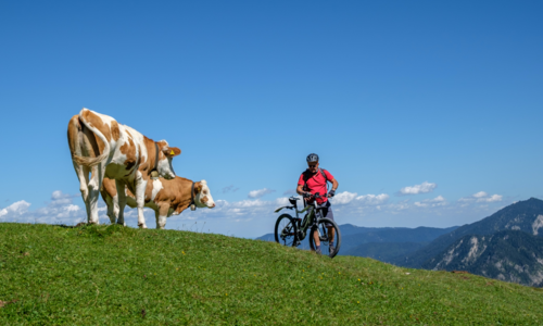 Begegnung auf der Alm Ein Mountainbiker steht mit seinem Fahrrad auf einer Almwiese und blickt zu drei neugierigen Kühen, im Hintergrund die Berglandschaft unter blauem Himmel.